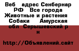 Веб – адрес Сенбернар.РФ - Все города Животные и растения » Собаки   . Амурская обл.,Серышевский р-н